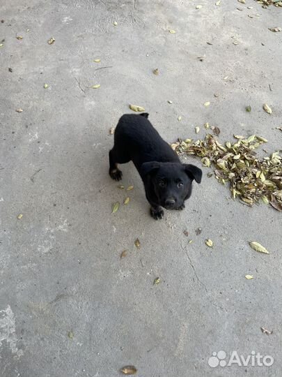 Щенок в добрые руки