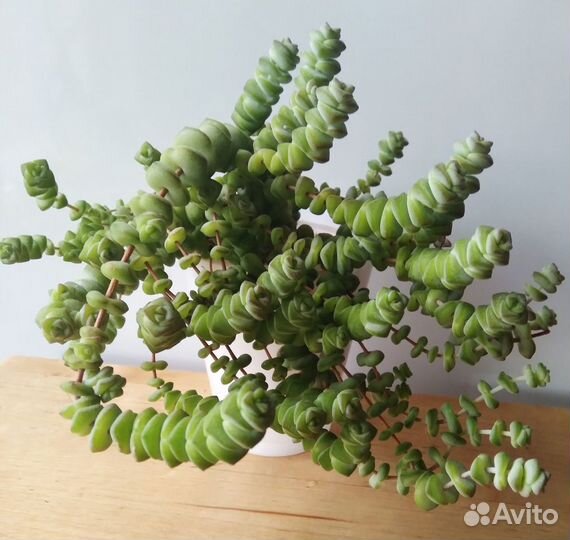 Крассула Марнье Пеперомия арбузная Фикус Плющ