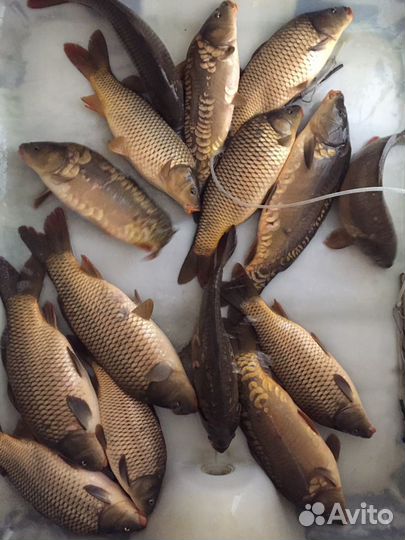 Живая рыба, карп 3х видов