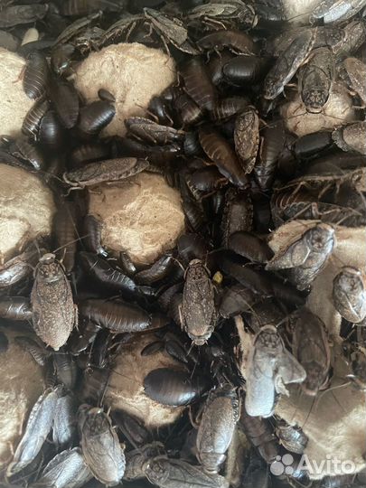 Мраморные тараканы