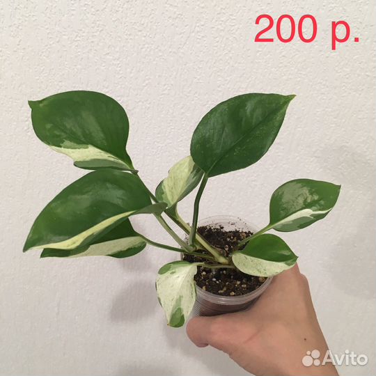 Эпипремнум Хеппи Лиф (Happy Leaf)