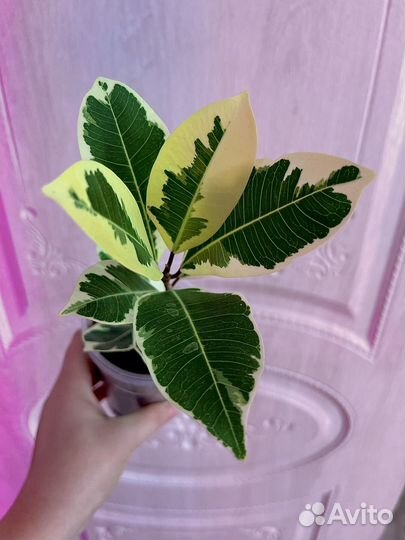 Фикус альбомаргината