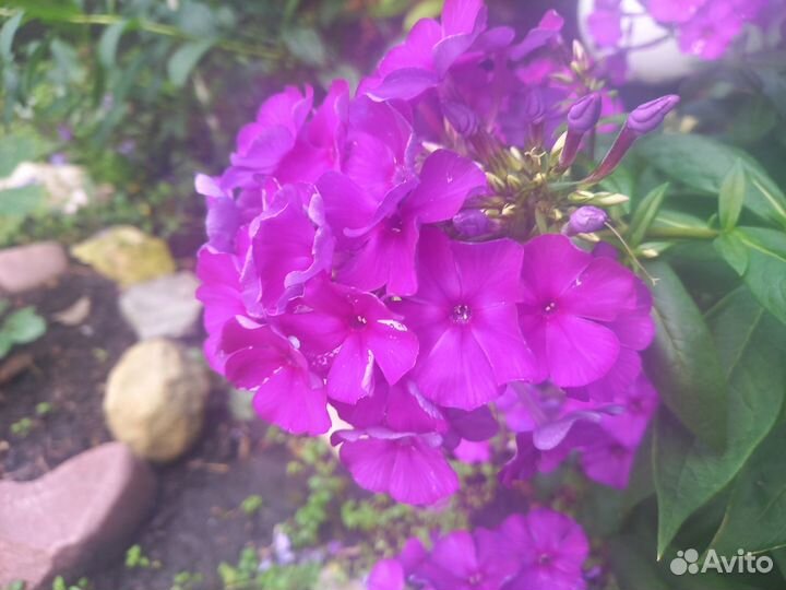 Флоксы сортовые многолетние