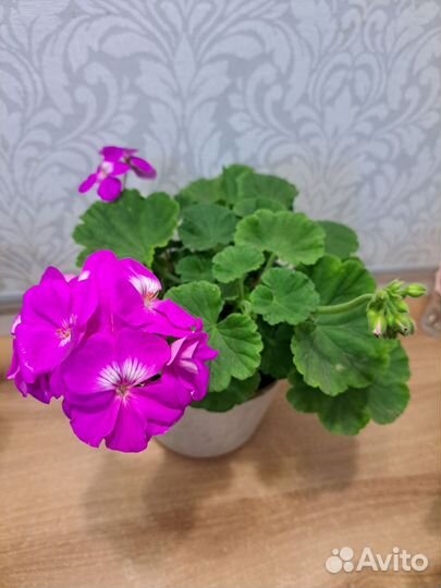 Пеларгония герань сортовая