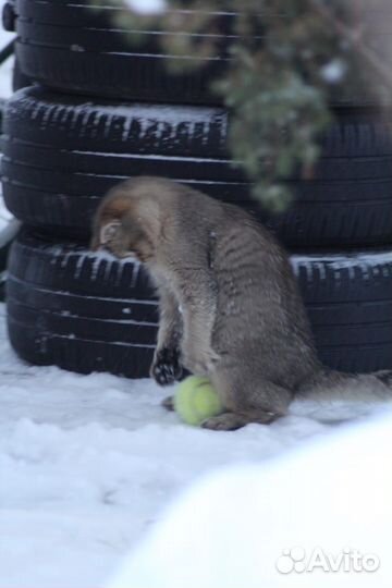 Котята Пух и Пушинка в добрые руки