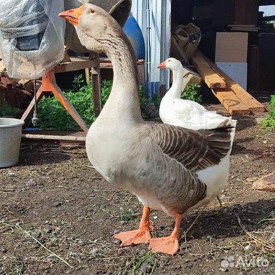 Гусь холмогор