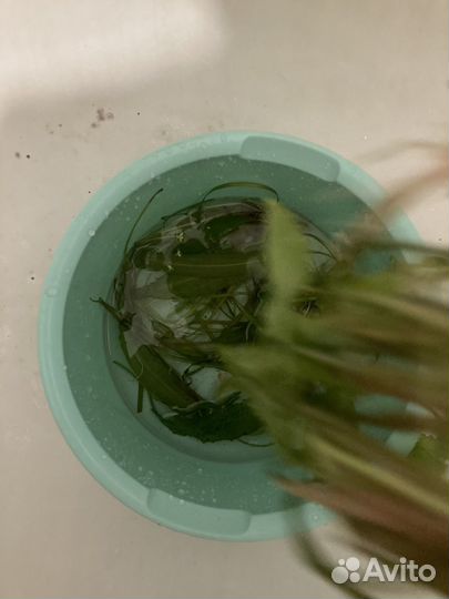 Валиснерия