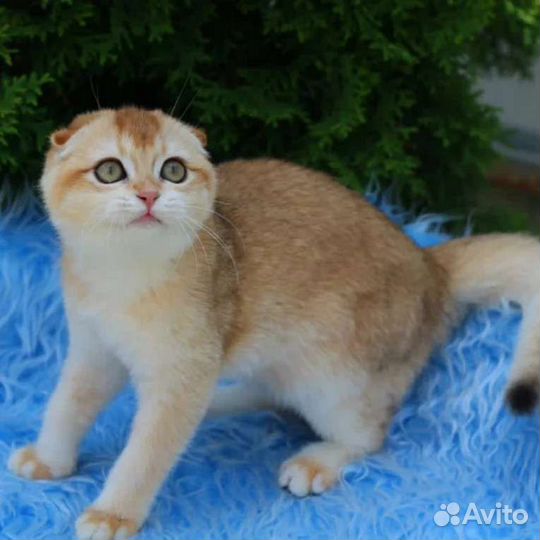 Шотландская вислоухая золотая шиншилла девочка