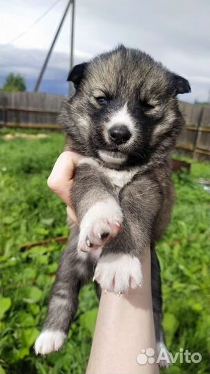Собаки бесплатно в добрые руки щенки хаски