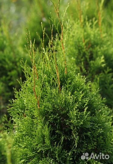 Туя 'Смарагд'
