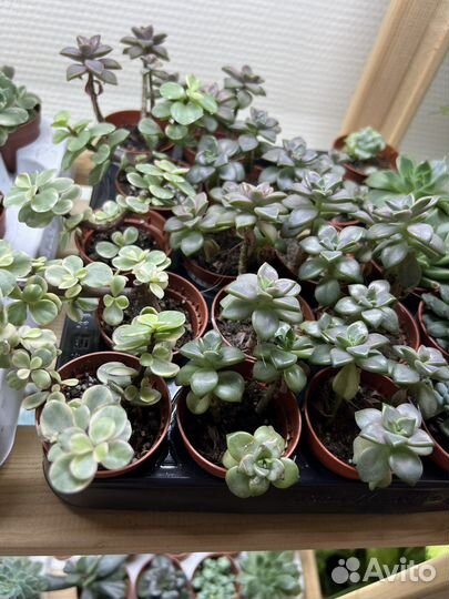 Суккуленты