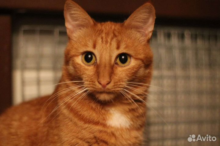 Кот в добрые руки