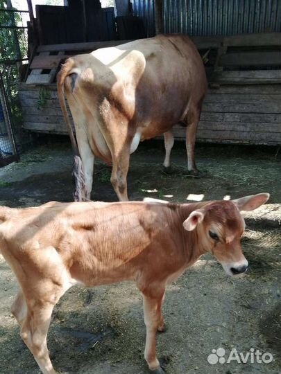 Джерсейская тёлочка