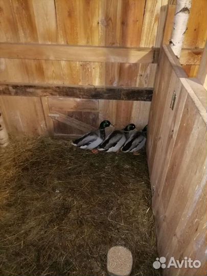 Подсадные утки