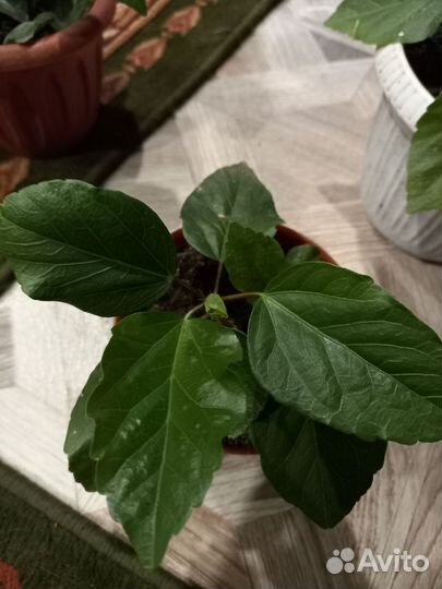 Гибискус китайская роза