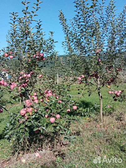 Яблоки флорина