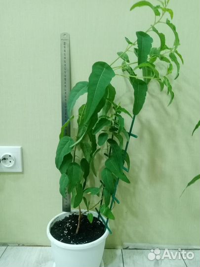 Фикус бенджамина пестролистный и эвкалипт