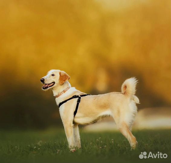 Самая весёлая собака в поиске дома