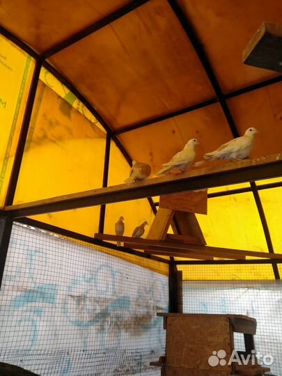 Продам молодёж фазаны,павлины,горлиц египетских хо