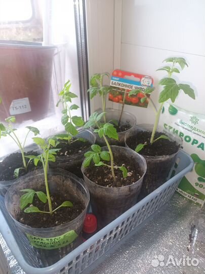 Рассада томатов Горшечный Каменный Балконный