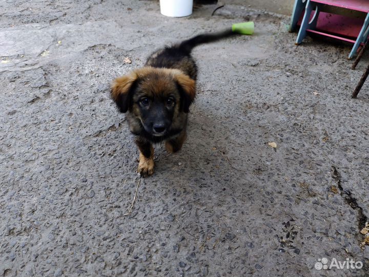 Щенок в добрые руки