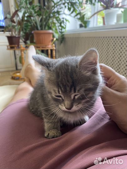 Котенок