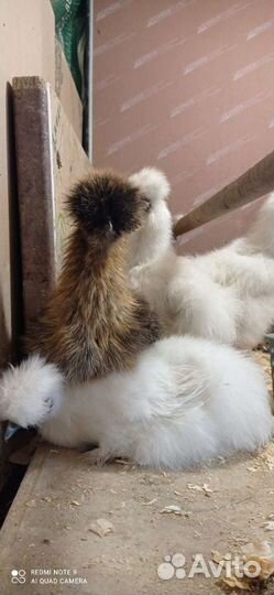 Яйцо, цыплята, куры несушки, петухи