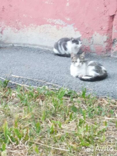 Котик 3,5 мес. Бездомный