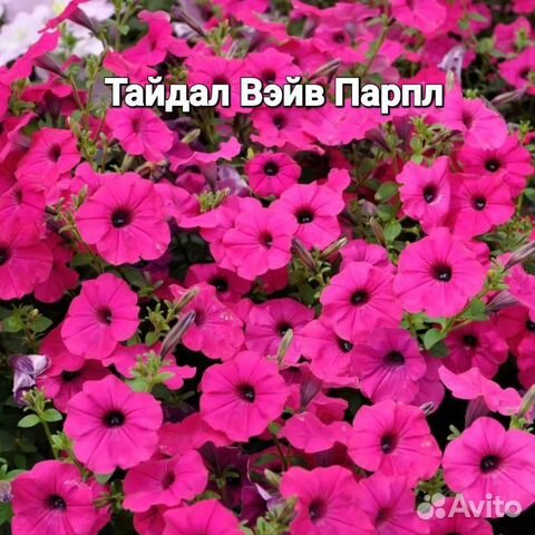 Петуния Тайдал Вейв Парпл купить в Санкт-Петербурге | Товары для дома и ...