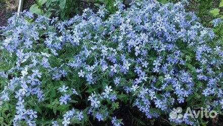 Многолетники для Вашего сада