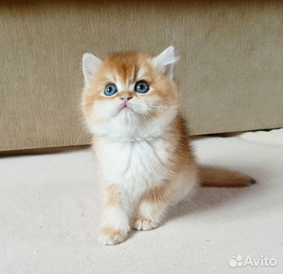 Британский котик