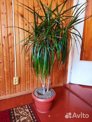 Пальма драцена
