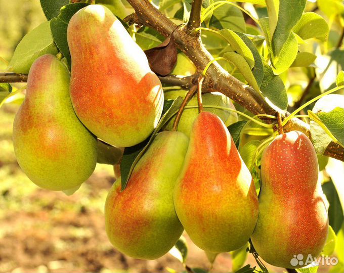 Груша талгарская красавица саженец