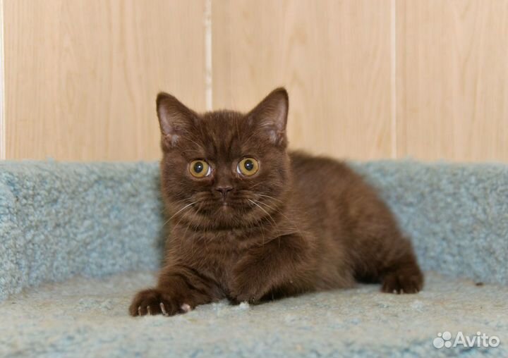 Британский мальчик