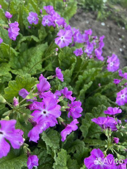 Примула кортузовидная многолетнее растение