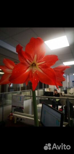 Гиппиаструм