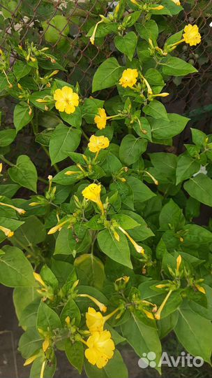 Бархатцы семена, цинии, мальва, гиацинтовые бобы