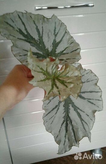 Бегония Лукин глаз