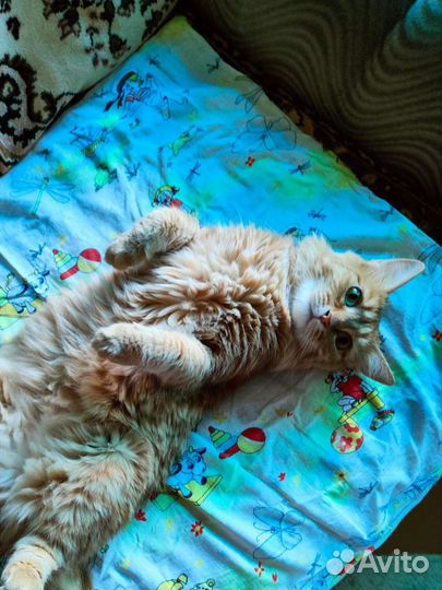 Кошечка в хорошие руки