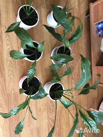 Спацифилумы