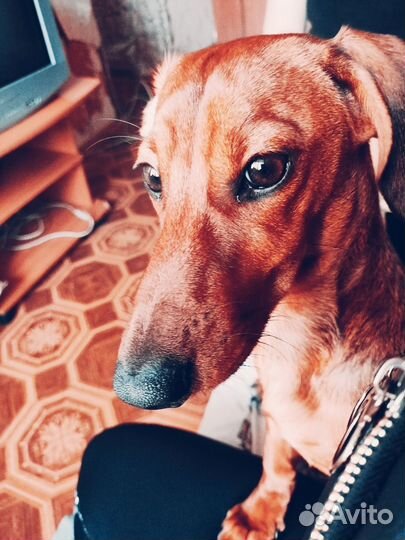 Кроличья такса