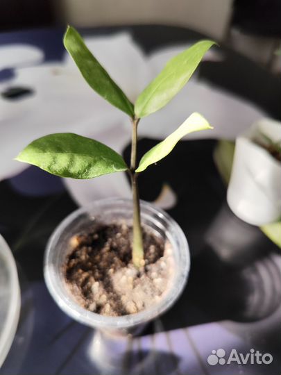 Замиокулькас