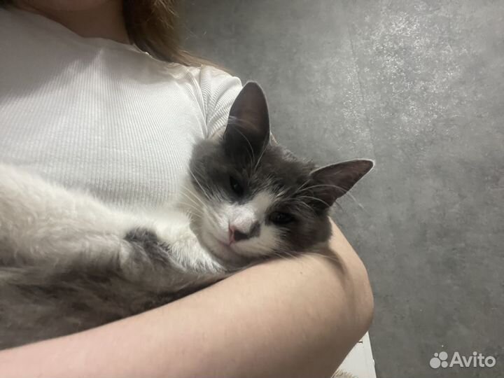 Кошка в добрые руки