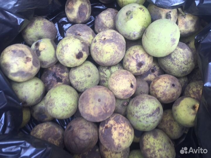 Орех черный (саженцы) 1 Шт