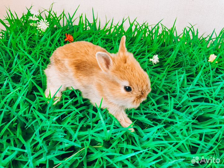 Мини карликовый кролик