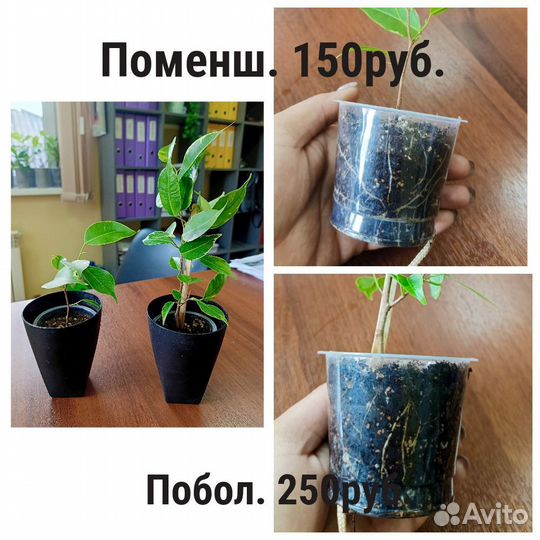 Сингониум, филодендрон, фикусы