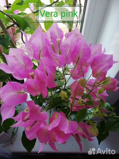 Бугенвиллия отправляю почтой