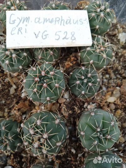Кактус гимнокалициум amerhauseri vg 528