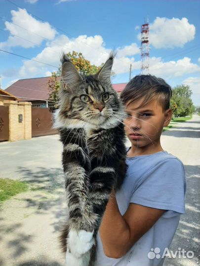 Котята из питомника