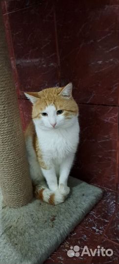 Котик в добрые руки